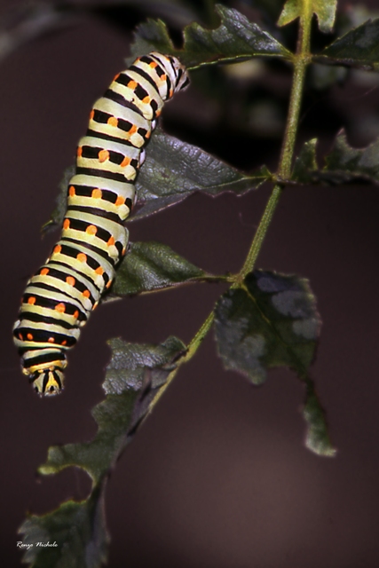 Bruchi: Papilio machaon, Macrothylacia rubi Hyles euphorbiae